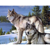 Malování podle čísel-wolf
