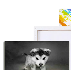 Malování podle čísel-wolf